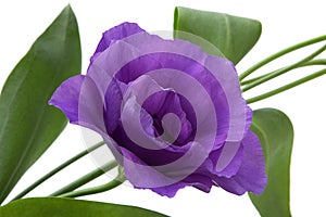 Purple eustoma flower on white