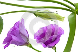 Purple eustoma flower on white