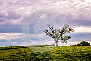Purple evening sky over lonely tree in a mid-western field