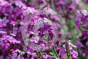Purple everlasting wallflower flower spikes photo