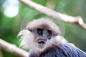 Purple-faced langur - monkey