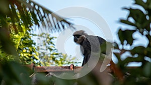 Purple Faced Langur monkey on the rooftop crossing houses