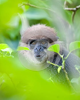 Purple-faced langur monkey`s facial expression was photographed through the leaves