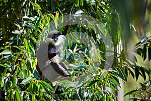 Purple-faced Langur, Trachypithecus vetulus, monkey sitting on the tree and eat leafs.An endemic animal from Sri Lanka rainforest