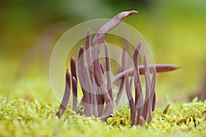 Purple fairy club mushrooms close up in moss
