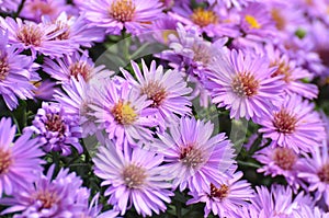 Purple Fall Asters