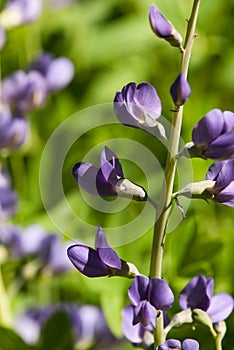 Purple False Indigo Flowers