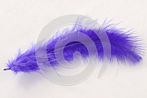 Purple feather