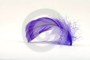 Purple Feather 2