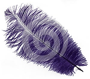 Purple Feather