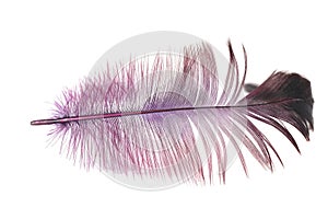 Purple feather on a white background