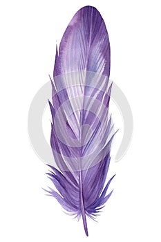 Purple feather on white background, watercolor illustration, scrapbooking clipart
