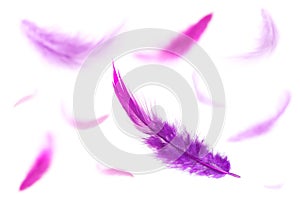 Viola piume 