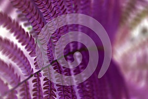 Purple fern leaf