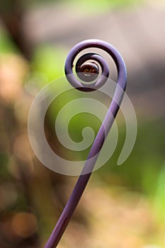 Purple fern shoot