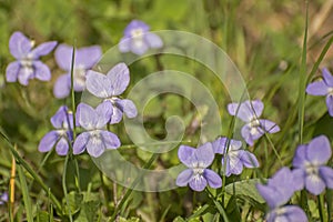 Purple field pansy in meadow