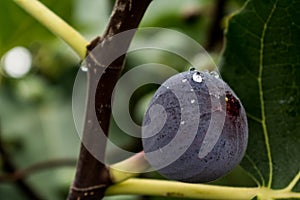 Purple fig fruit hanging from the branch of a fig tree with dew and morning light, ficus carica