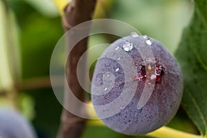 Purple fig fruit hanging from the branch of a fig tree with dew and morning light, ficus carica