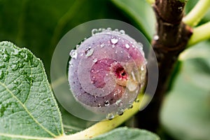 Purple fig fruit hanging from the branch of a fig tree with dew and morning light, ficus carica