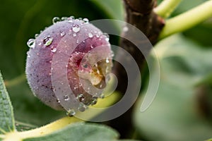 Purple fig fruit hanging from the branch of a fig tree with dew and morning light, ficus carica