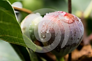 Purple fig fruit hanging from the branch of a fig tree with dew and morning light, ficus carica