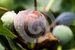 Purple fig fruit hanging from the branch of a fig tree with dew and morning light, ficus carica