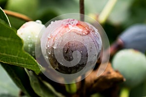 Purple fig fruit hanging from the branch of a fig tree with dew and morning light, ficus carica