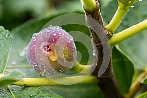 Purple fig fruit hanging from the branch of a fig tree with dew and morning light, ficus carica