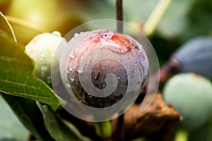 Purple fig fruit hanging from the branch of a fig tree with dew and morning light, ficus carica