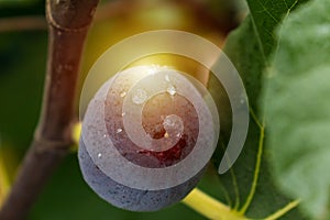 Purple fig fruit hanging from the branch of a fig tree with dew and morning light, ficus carica