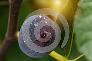 Purple fig fruit hanging from the branch of a fig tree with dew and morning light, ficus carica