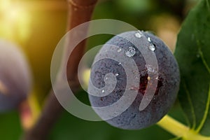 Purple fig fruit hanging from the branch of a fig tree with dew and morning light, ficus carica