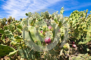 Purple fig fruits in green cactus opuntia ficus-indica and blue sky photo