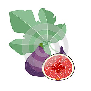 Purple fig fruits whole and half with leaf. Fruit for healthy lifestyle. Vector illustration cartoon flat icon isolated