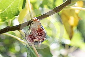 purple figs on a branch