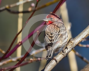 Purple Finch