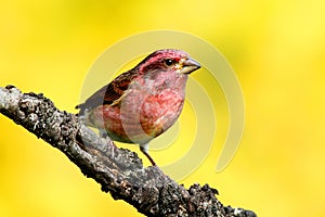 Purple Finch (Carpodacus purpureus)