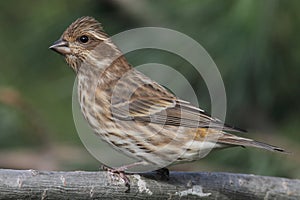 Purple Finch (Carpodacus purpureus)