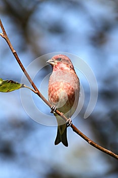 Purple Finch (Carpodacus purpureus)