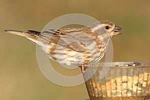 Purple Finch (Carpodacus purpureus)