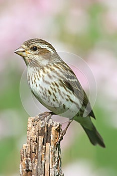 Purple Finch (Carpodacus purpureus)