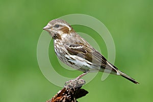 Purple Finch (Carpodacus purpureus)