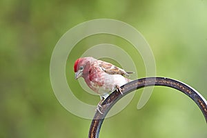 Purple Finch Carpodacus purpureus perched in a garden