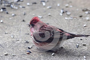 Purple Finch Feeding