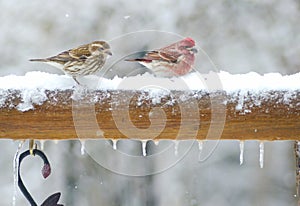 Purple Finch feeding in the snow.