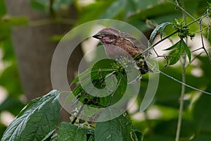 Purple Finch - Haemorhous purpureus