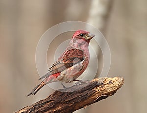 Purple Finch Haemorhous purpureus