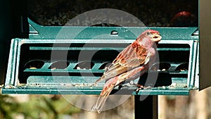 Purple finch, Haemorhous purpureus, on bird feeder