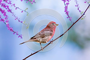 Purple finch (Haemorhous purpureus) bird perched on a twig with a lush green tree in the background