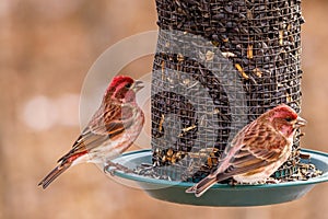 Purple finch Haemorhous purpureus perched on a feeder eating sun flower seeds during late autumn.